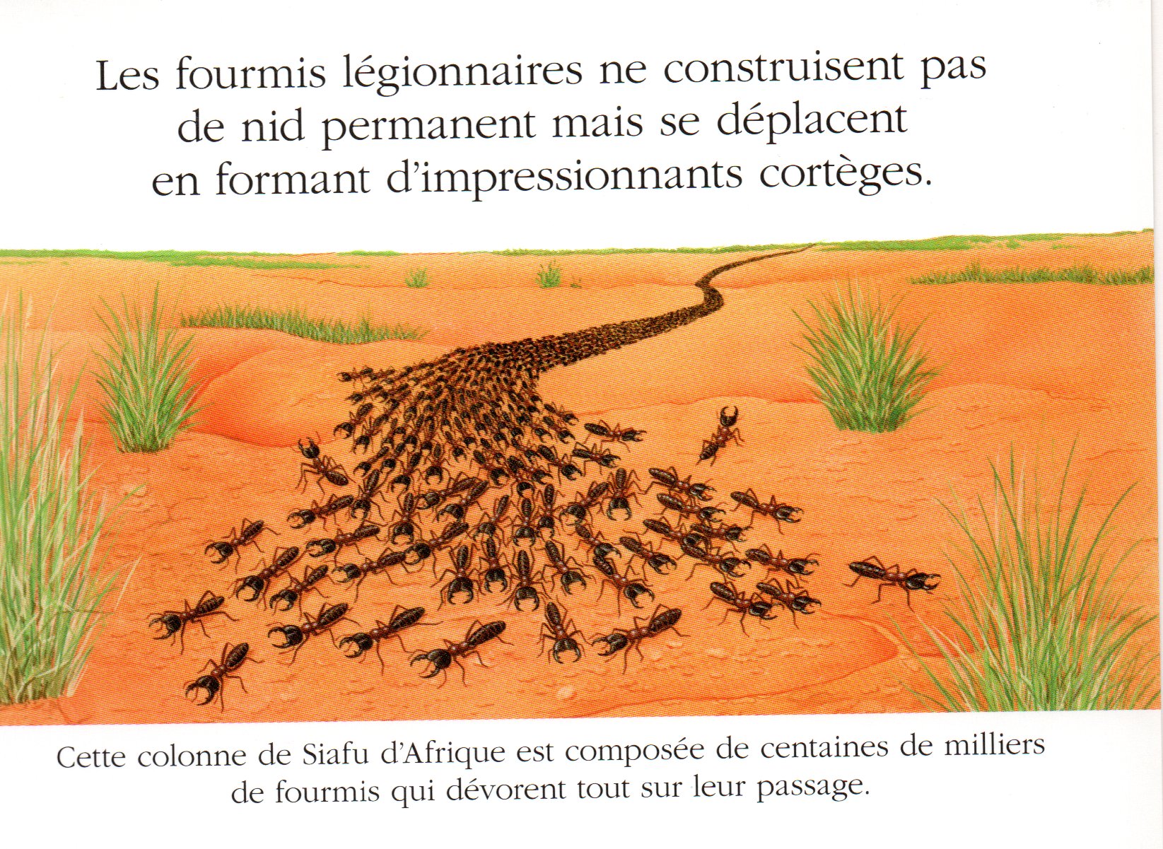 Fourmis magnans, fourmis légionnaires